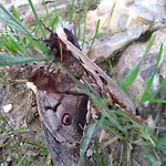 Boscovecchio Bed & Breakfast