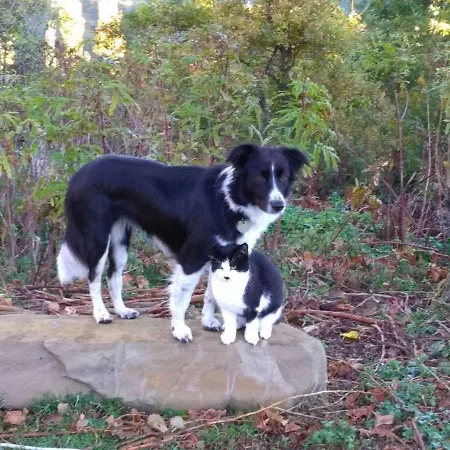 Bed and breakfast Boscovecchio