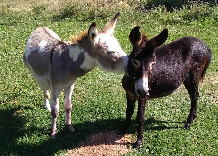 Boscovecchio 3* Assisi