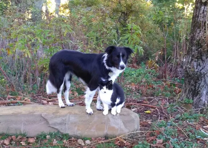 Alojamento de Acomodação e Pequeno-almoço Boscovecchio