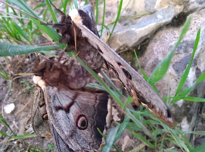 Boscovecchio Alojamento de Acomodação e Pequeno-almoço