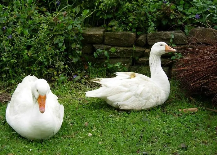 Boscovecchio Alojamento de Acomodação e Pequeno-almoço Assisi